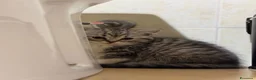 British gatti in vendita: gattini British & Scottish fold - Annuncio 7