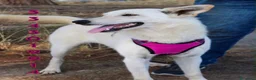 Meticcio cani in regalo: ERIS 🩷 PRONTA A CORRERE VERSO CASA a Provincia di Padova - Annuncio 2