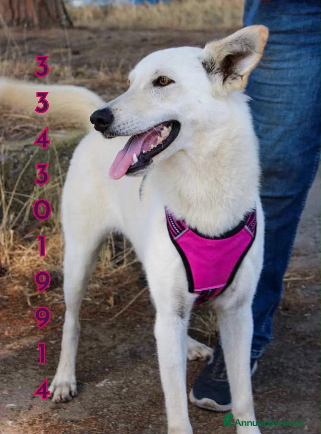 Meticcio cani in regalo: ERIS 🩷 PRONTA A CORRERE VERSO CASA a Provincia di Padova - Annuncio 2