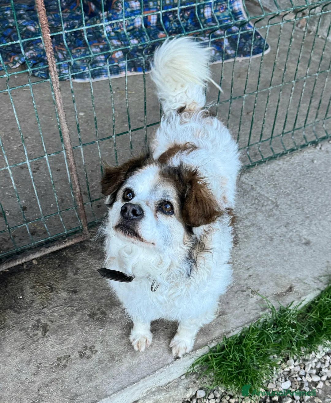 Meticcio cani in regalo: Birillo 4 anni Taglia piccola  - Annuncio 6