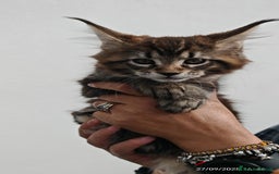 Maine Coon gatti in vendita: Cuccioli MAINE COON - Annuncio 11