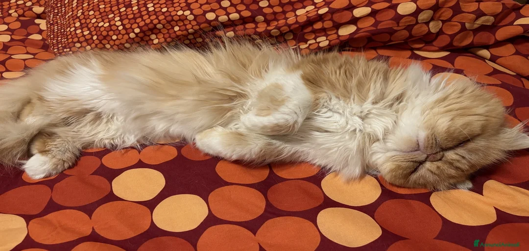 Immagine della galleria {{count}}