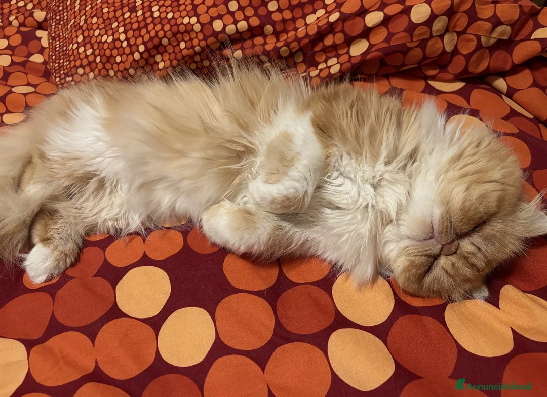 Immagine della galleria {{count}}