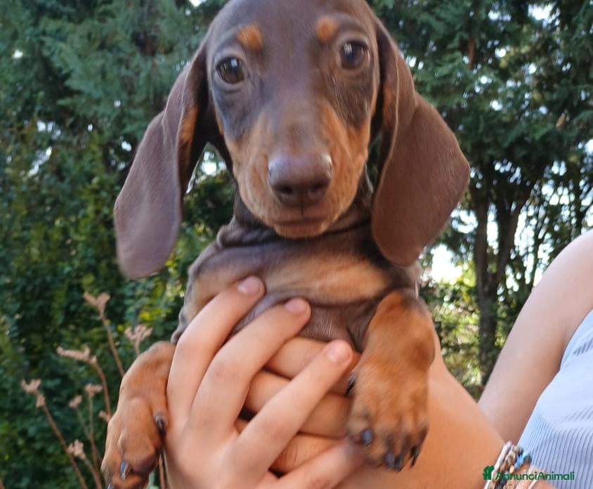 Bassotto Nano cani Bassotta femmina cioccolato nano/kaninchen  - Annuncio 1