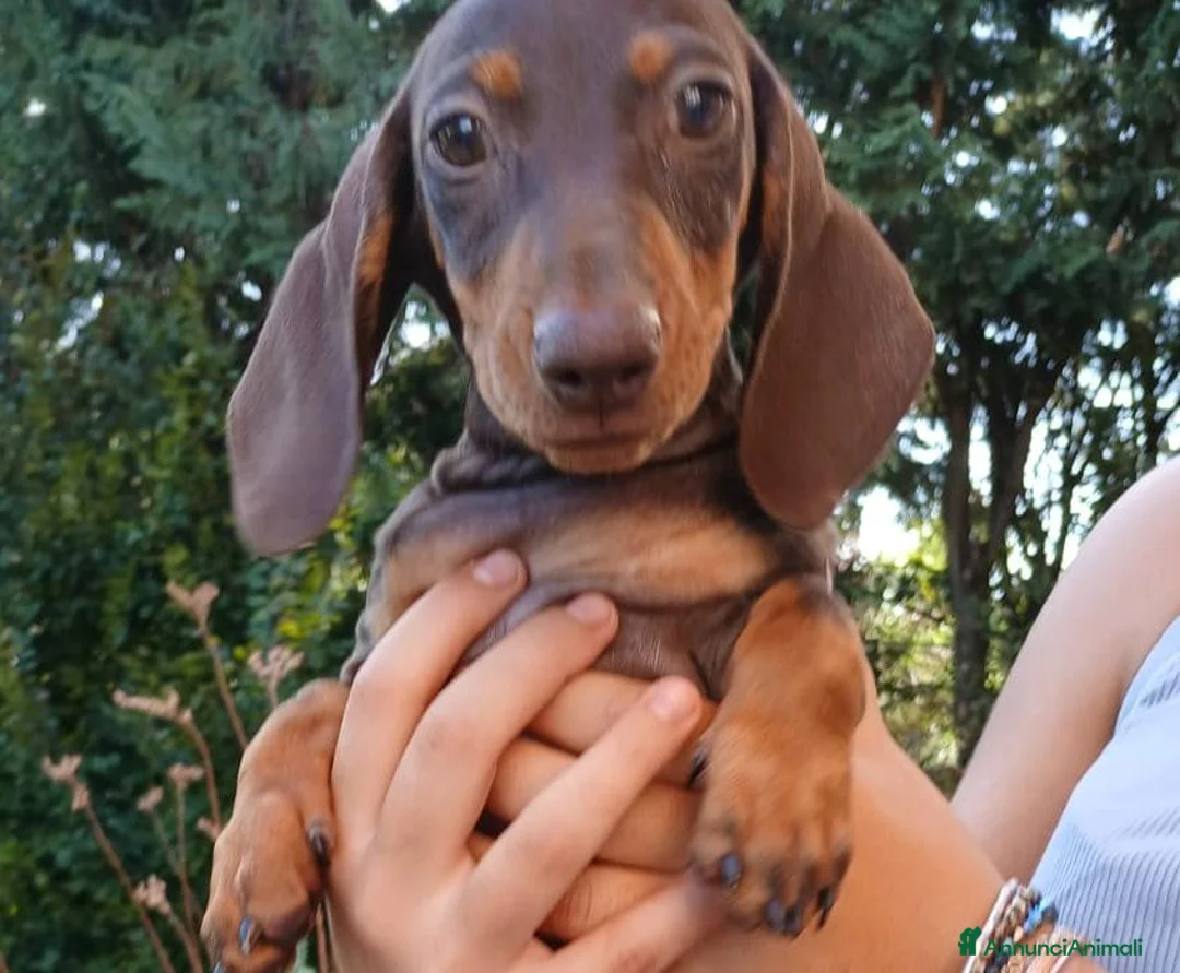 Bassotto Nano cani in vendita: Bassotta femmina cioccolato nano/kaninchen  - Annuncio 1