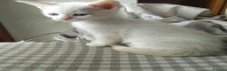 Siamese gatti in vendita: Gattini siamesi Red point  - Annuncio 2