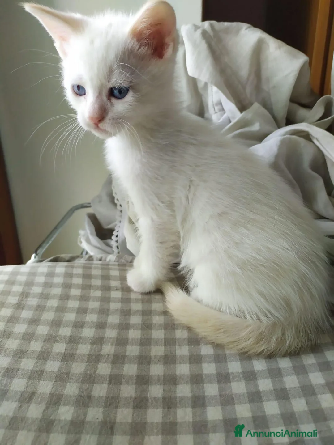 Siamese gatti in vendita: Gattini siamesi Red point  - Annuncio 2