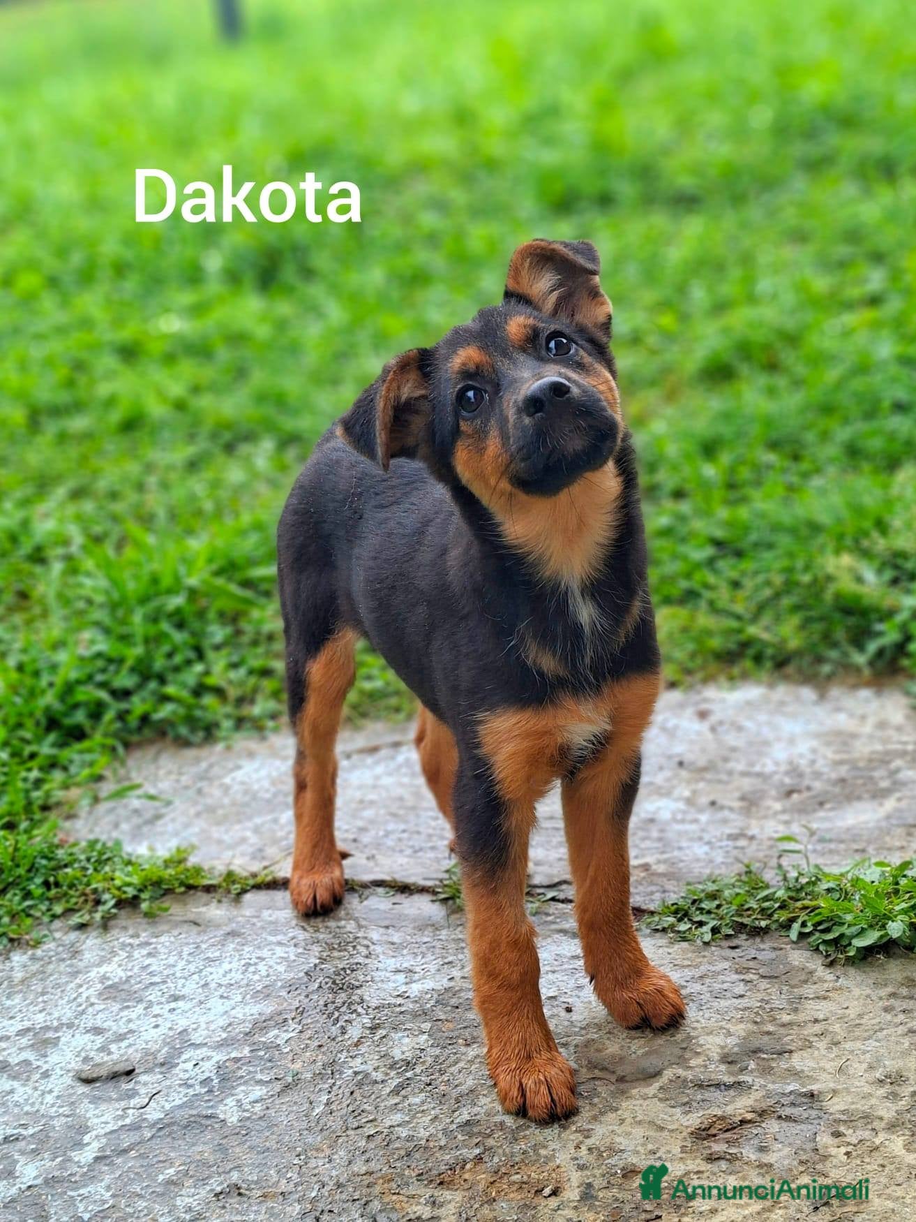 Meticcio cani in regalo: 8 CUCCIOLI CERCANO AMORE! Tg media, dolcissimi! - Annuncio 9