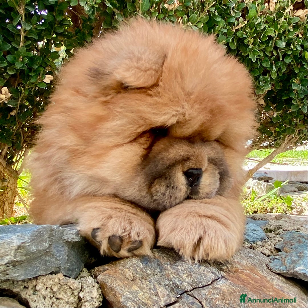 Chow Chow cani in vendita: Chow Chow Cucciole femmine nero e rosso  - Annuncio 4