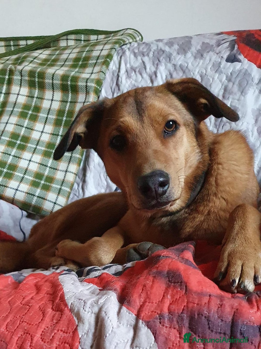 Meticcio cani in regalo: ACKICO,2 occhioni timidi e buoni a Pomezia - Annuncio 7