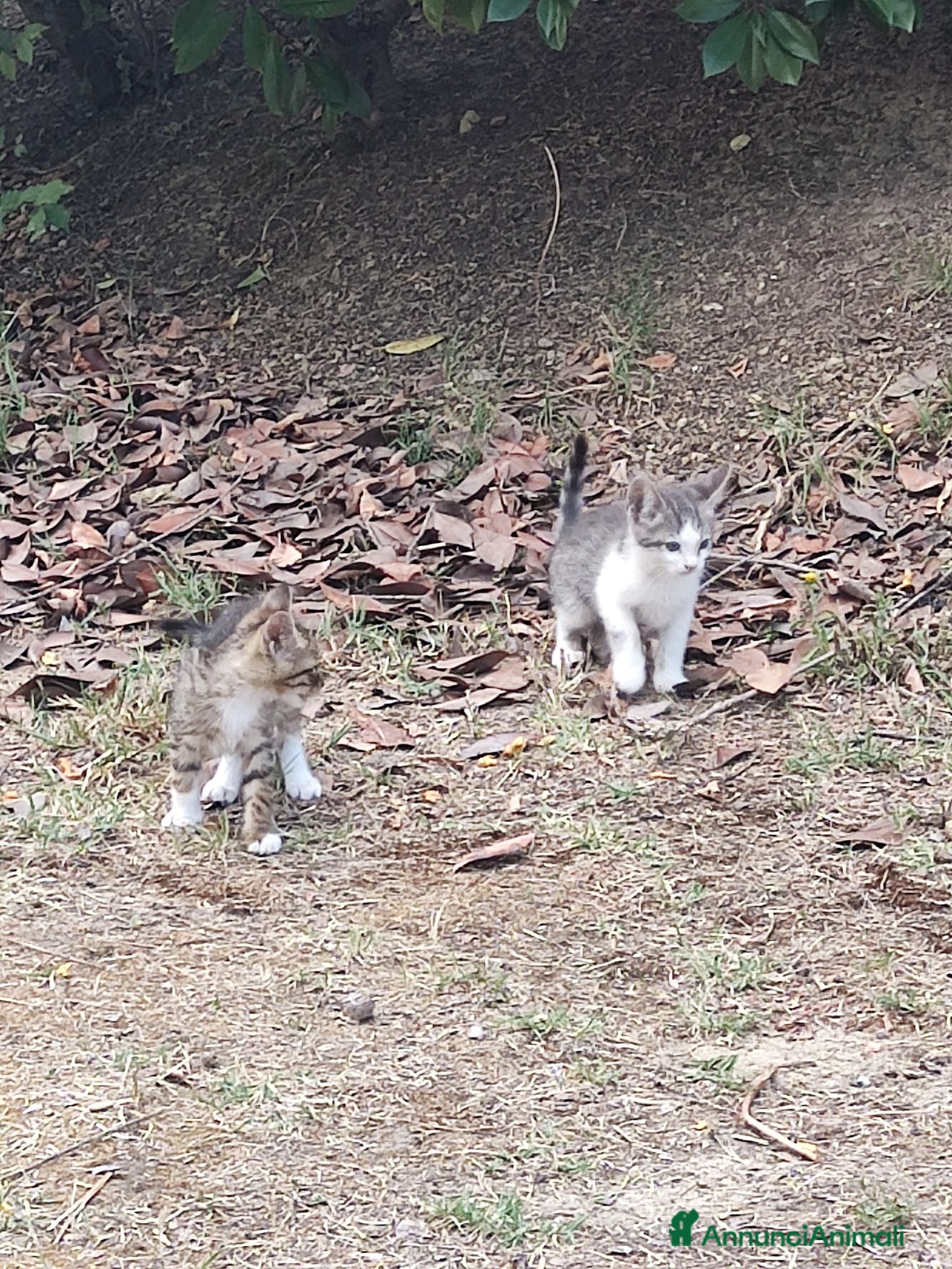 Meticcio gatti Meravigliosi gattini  - Annuncio 7