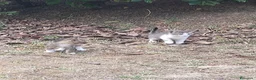 Meticcio gatti in regalo: Meravigliosi gattini  a Città metropolitana di Roma Capitale - Annuncio 1