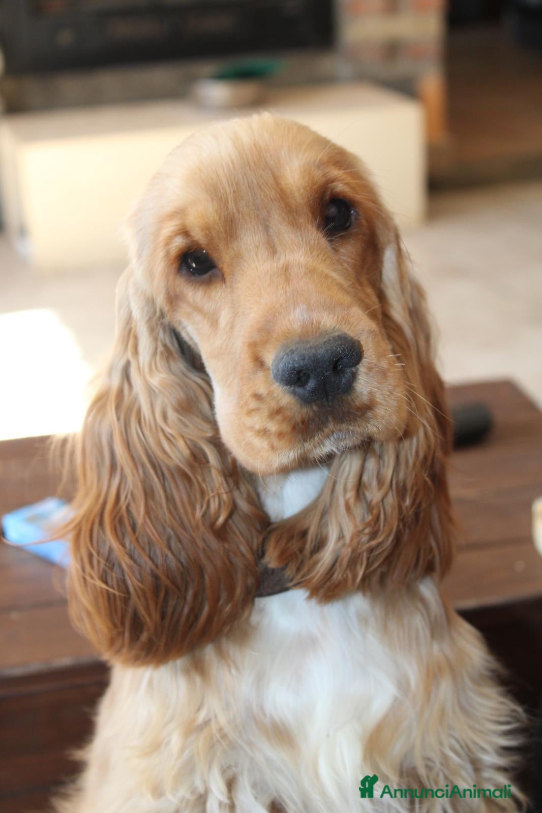 Cocker cani Cocker spaniel inglese - Annuncio 2