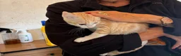 Europeo gatti in regalo: Cuccioli di gatto  - Annuncio 3