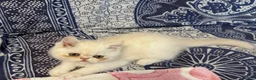 Exotic Shorthair gatti in vendita: Cuccioli exotic shorthair  - Annuncio 4
