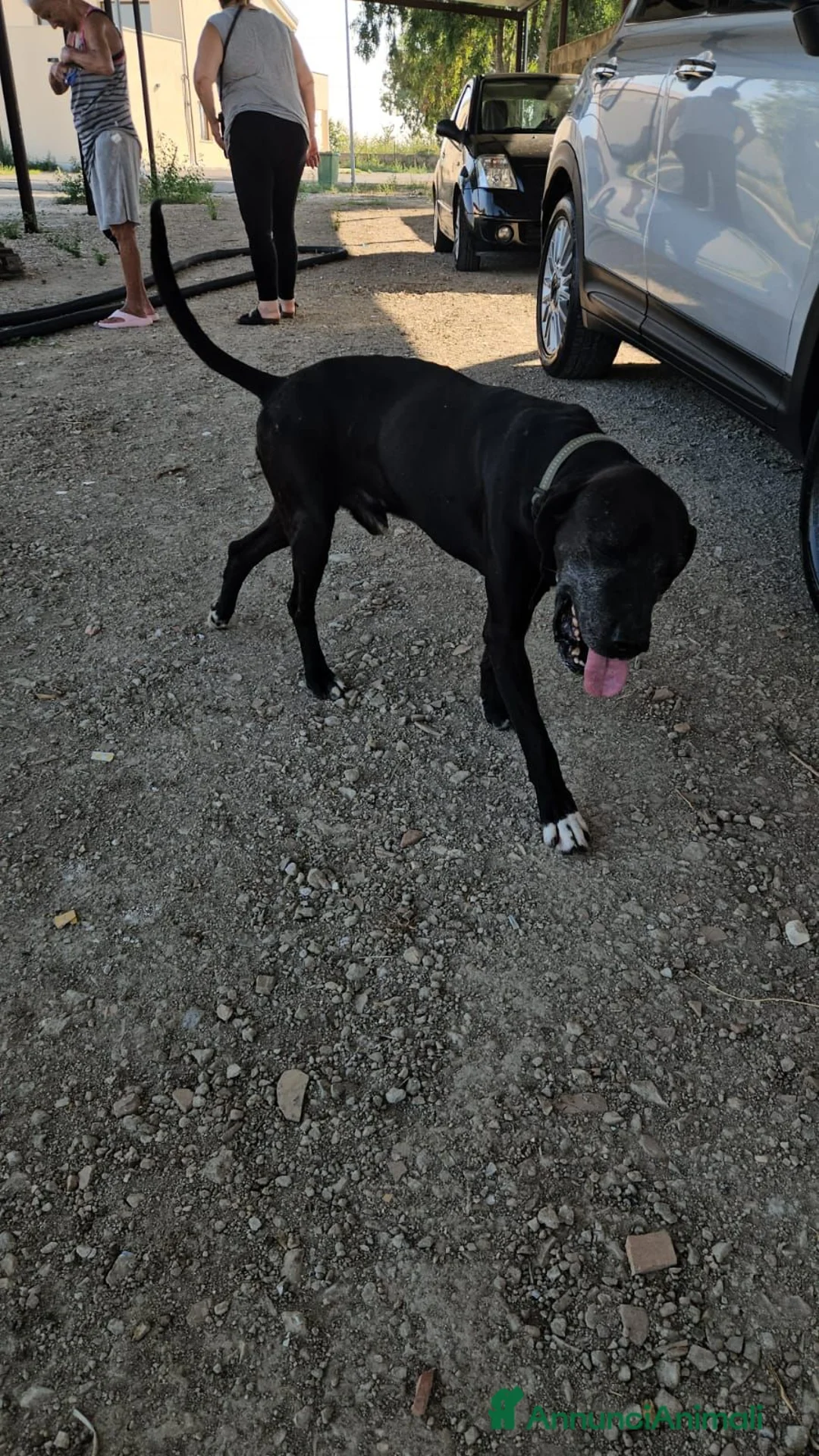 Meticcio cani in regalo: Edoardo: taglia media, equilbrato e socievole  - Annuncio 2
