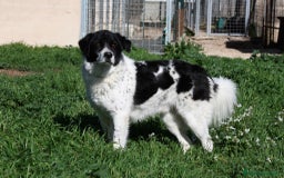 Altre razze cani in regalo: Panda in adozione - Immagine 3