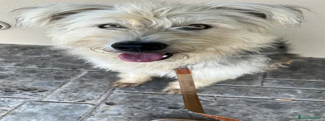 Chopper