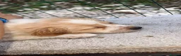 Meticcio cani in regalo: 3 mesi, 1 maschio e 2 femmine dolcissimi - Annuncio 6