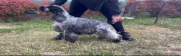 Cocker cani in vendita: Cocker cucccioli - Annuncio 18