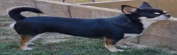 Chihuahua cani in vendita: Femmina tricolor a pelo corto  - Annuncio 2