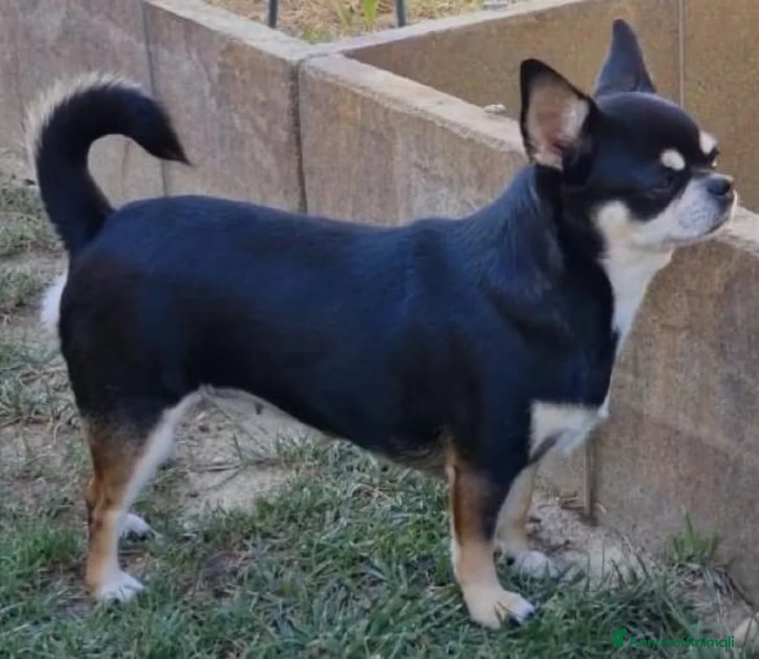 Chihuahua cani in vendita: Femmina tricolor a pelo corto  - Annuncio 2