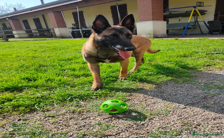 Pastore Belga cani a Città metropolitana di Milano - Annuncio 1