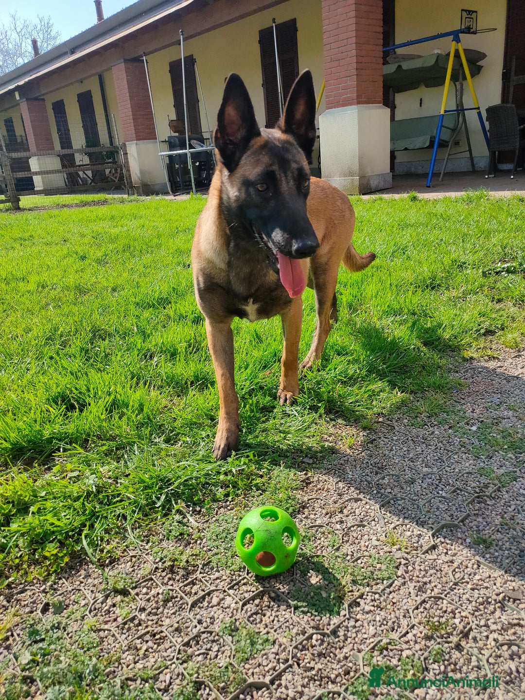 Pastore Belga cani in vendita: Pastore belga a Città metropolitana di Milano - Immagine 1