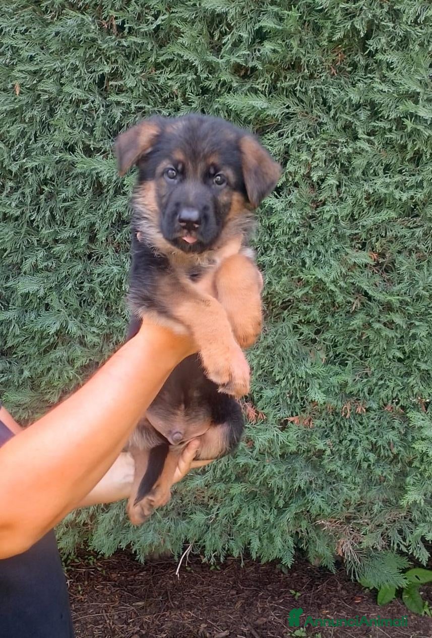 Pastore Tedesco cani cuccioli di pastore tedesco - Annuncio 5