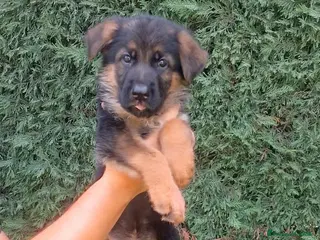 Pastore Tedesco cani cuccioli di pastore tedesco - Annuncio 5