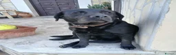 Labrador cani per accoppiamento: Cercasi femmina da monta a Città metropolitana di Roma Capitale - Annuncio 3