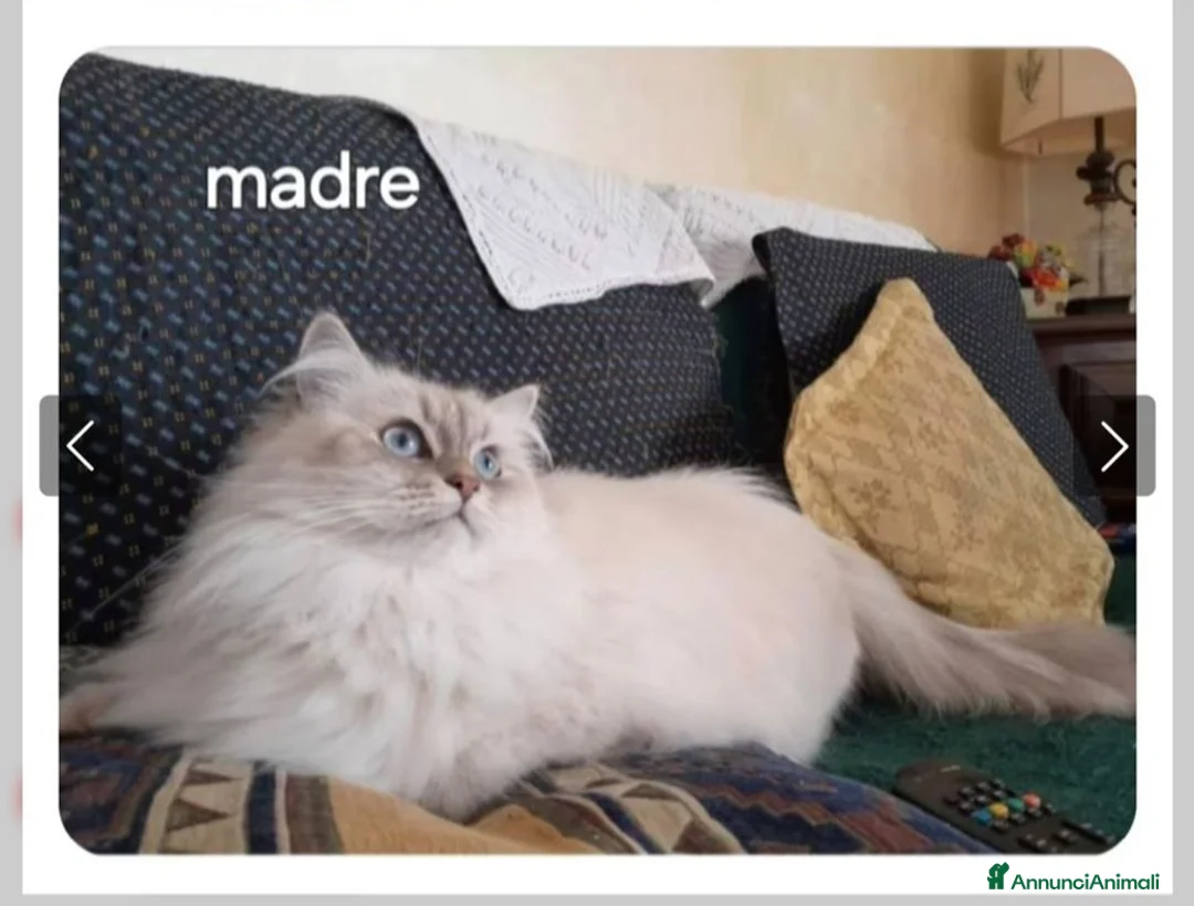 Siberiano gatti in vendita: Siberiano Neva Masquerade  - Annuncio 2