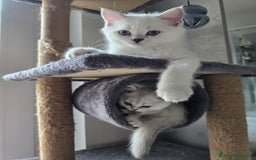Scottish gatti in vendita: Dolcissimo scottish fold e straight  a Provincia di Brescia - Immagine 17