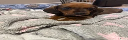 Bassotto cani in vendita: Bassotto a Provincia di Treviso - Annuncio 4