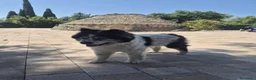 Meticcio cani in regalo: Sirio, 13 anni: cerca la sua seconda e ultima casa - Annuncio 3