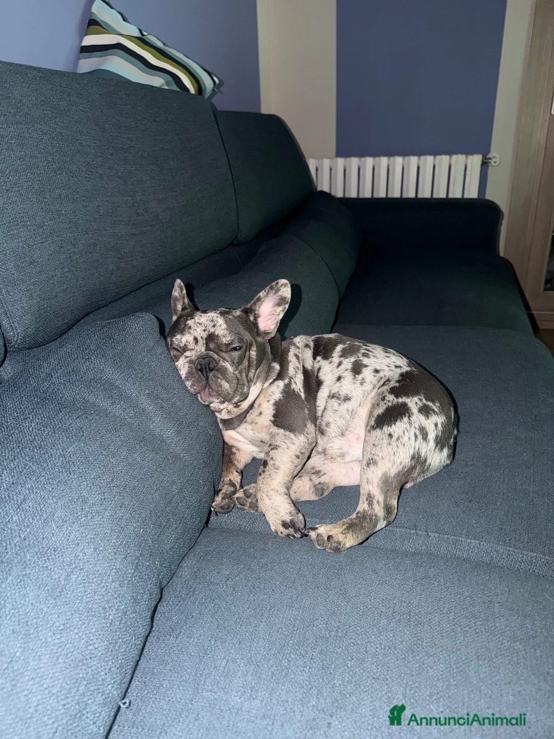 Bulldog Francese cani in vendita: Bulldog francese  - Annuncio 2