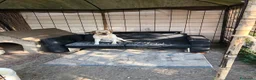 Labrador cani in regalo: A Bologna, Labrador, 7 anni   - Annuncio 4