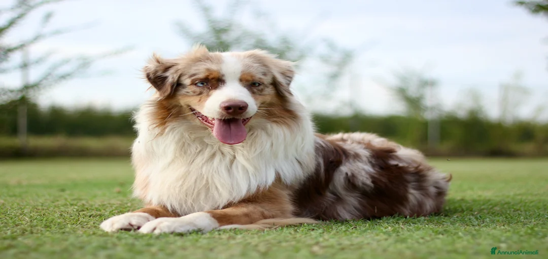 Immagine della galleria {{count}}