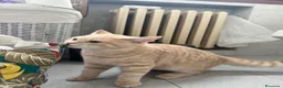 Scottish gatti in vendita: Splendidi cuccioli coccoloni - Annuncio 10