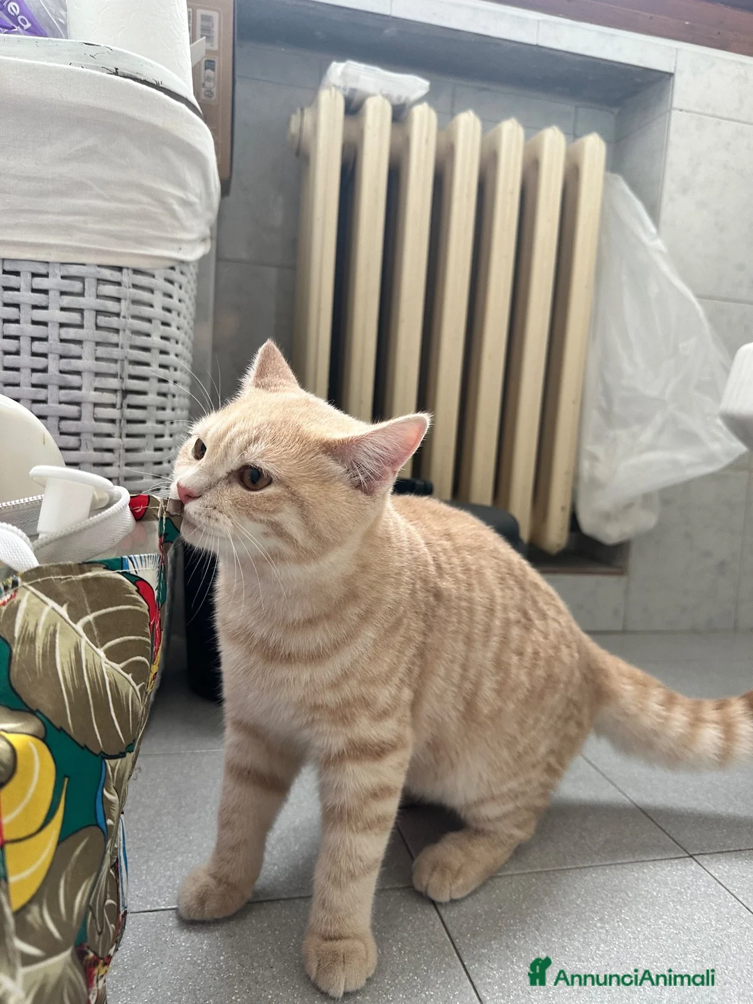 Scottish gatti in vendita: Splendidi cuccioli coccoloni - Annuncio 10