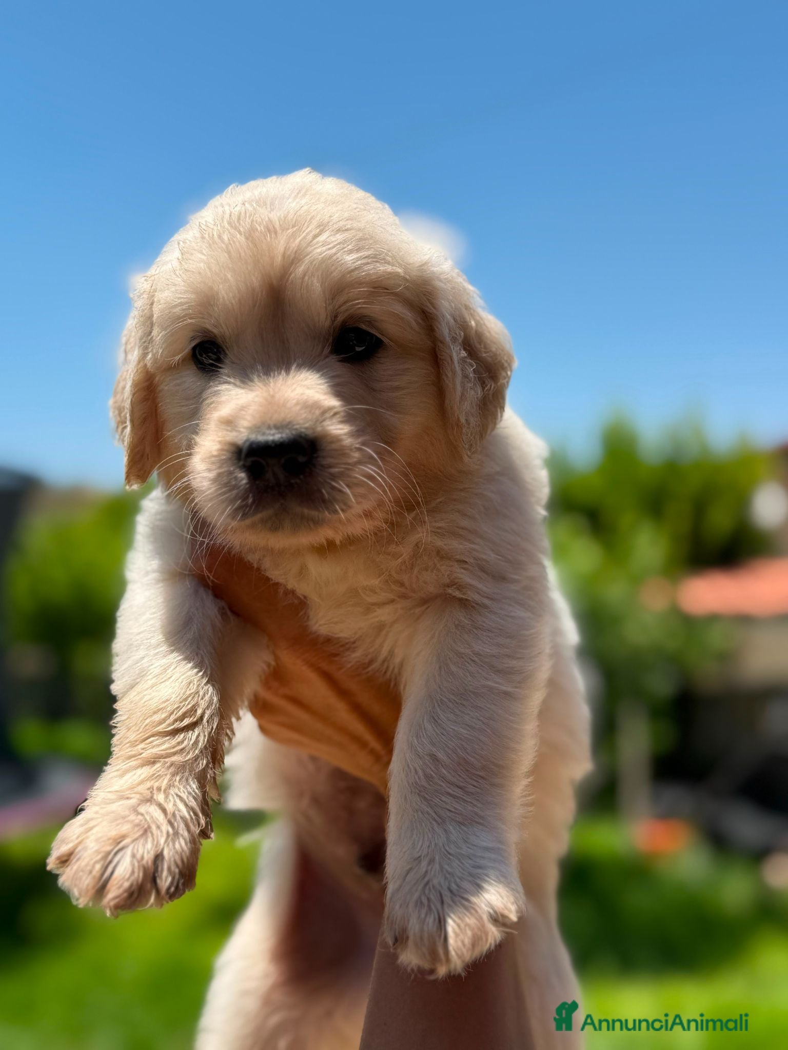 Golden Retriever cani  Ultimi 2 maschi di Golden Retriever disponibili - Annuncio 2
