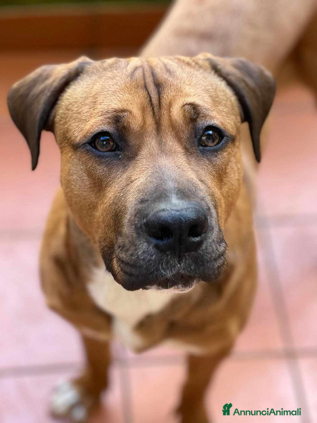 Cane Corso cani in regalo: OSCAR, simpaticissimo MOLOSSINO! - Annuncio 1