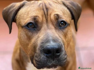 Cane Corso cani OSCAR, simpaticissimo MOLOSSINO! - Annuncio 2