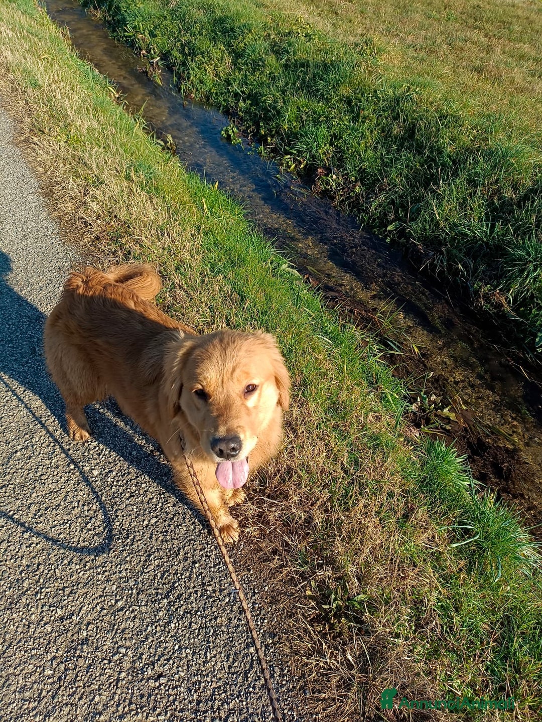 Golden Retriever cani in vendita: golden retriever cuccioli - Annuncio 1