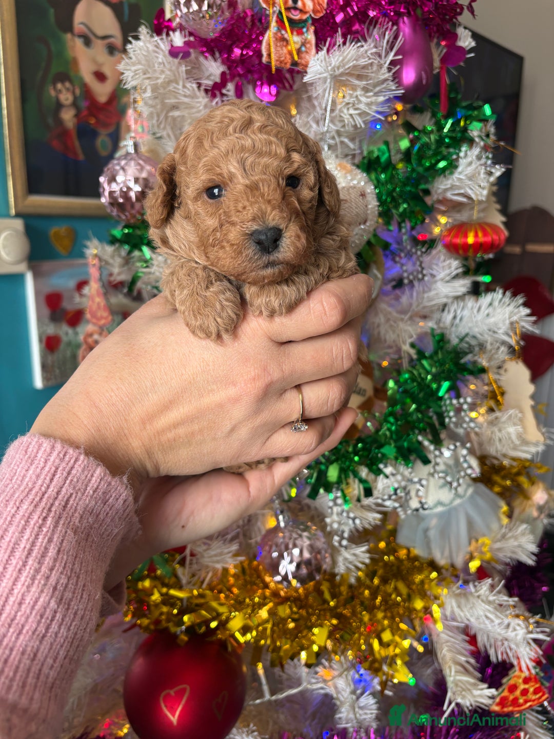 Barboncino Toy cani in vendita: Barboncino Toy  - Annuncio 1