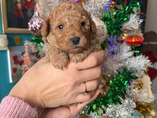 Barboncino Toy cani Barboncino Toy - Annuncio 1