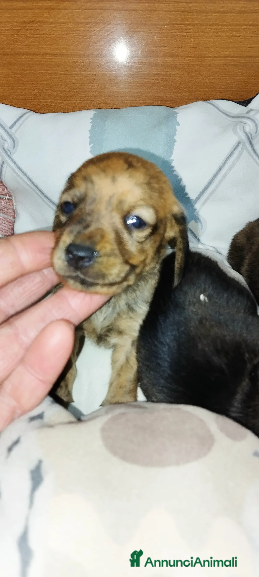 Bassotto cani in vendita: Bassotti  - Annuncio 5