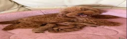 Barboncino Toy cani in vendita: Barboncino Toy  - Annuncio 1