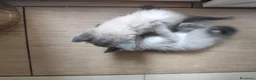 Ragdoll gatti in vendita: Gattini Ragdoll  - Annuncio 12