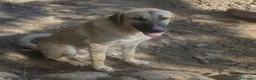 Meticcio cani in regalo: Bellissima pastorina rimasta sola in recintoSARDEE - Annuncio 1
